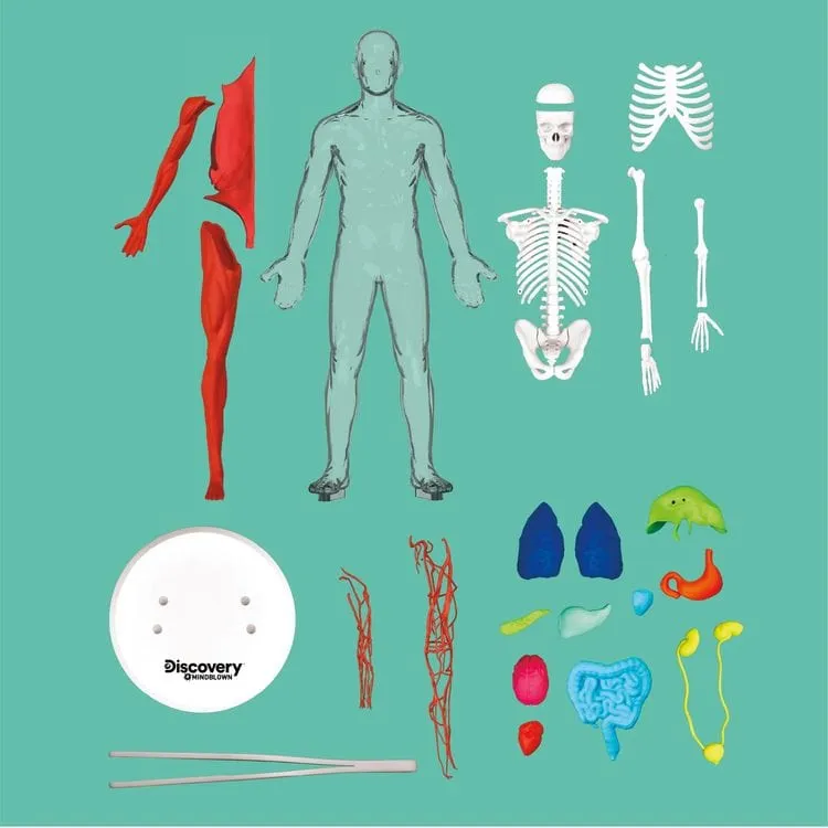 3D Human Anatomy 28-Piece Biology Model