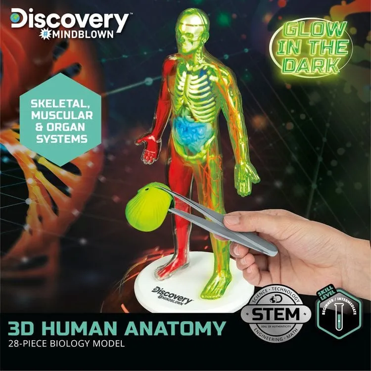 3D Human Anatomy 28-Piece Biology Model