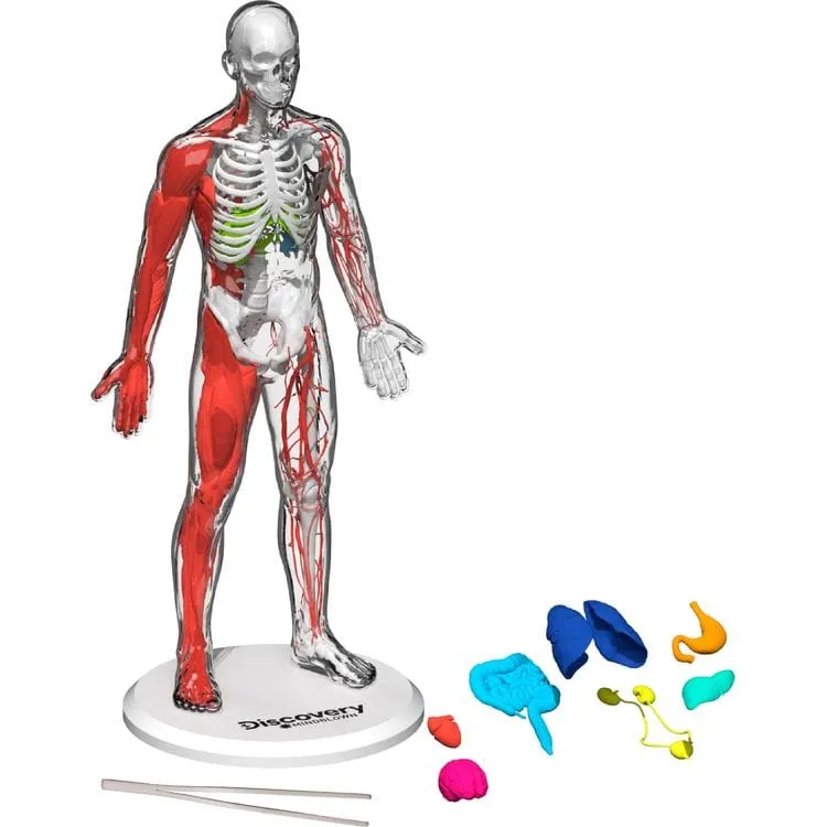 3D Human Anatomy 28-Piece Biology Model