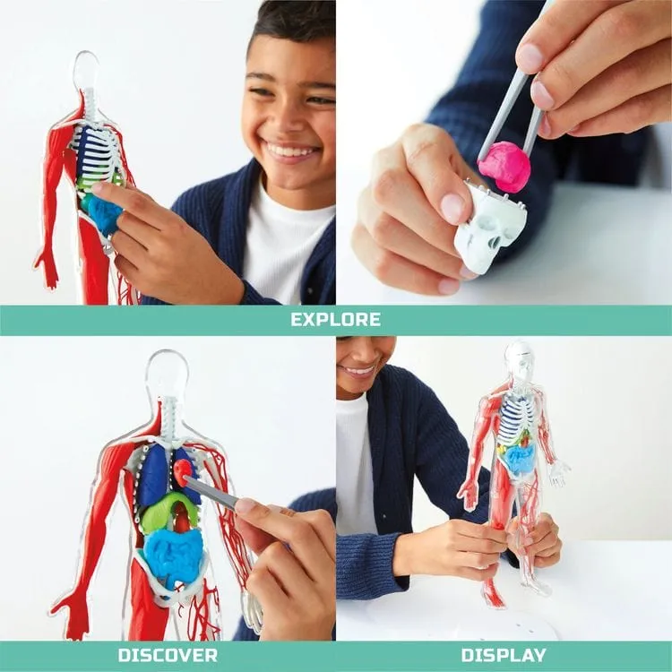 3D Human Anatomy 28-Piece Biology Model