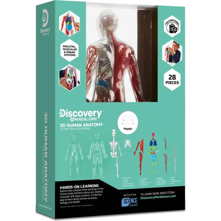 3D Human Anatomy 28-Piece Biology Model