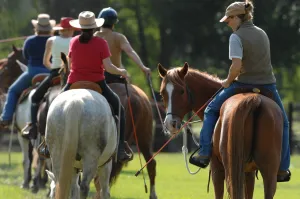 Challenging Horse Instructor Module - Auditor