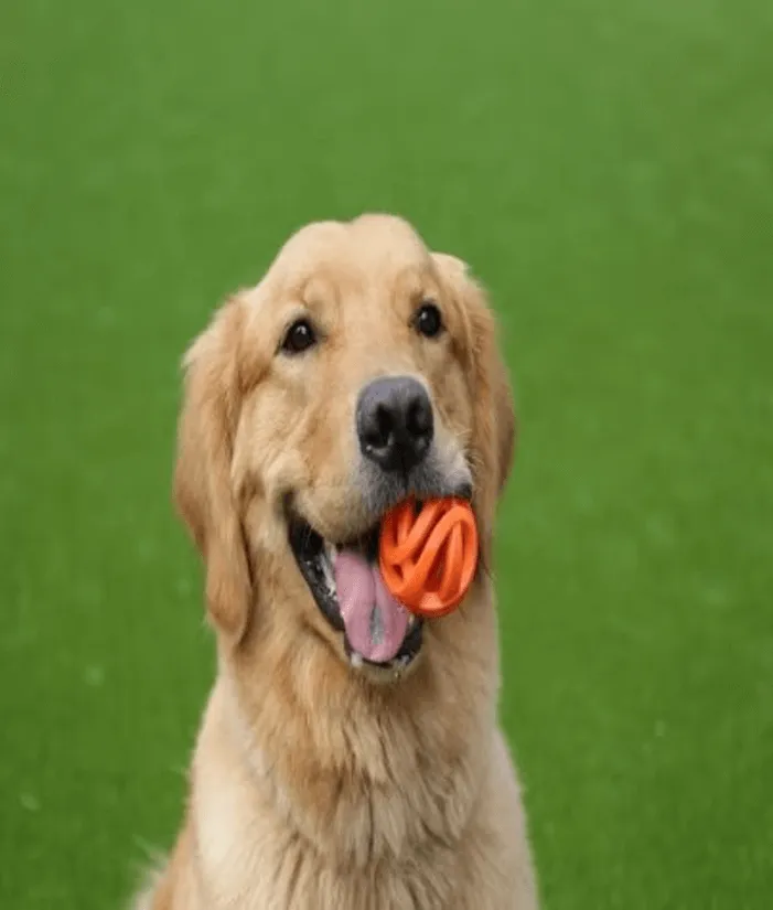 Chuckit! Air Fetch Ball