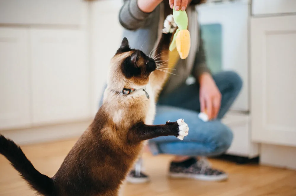 Feline Frenzy - Cat Toy Food Collection