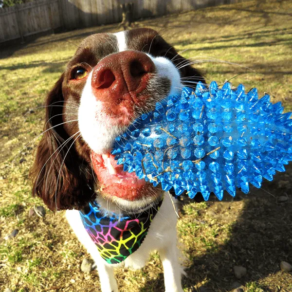 Gnawsome Squeaker Football