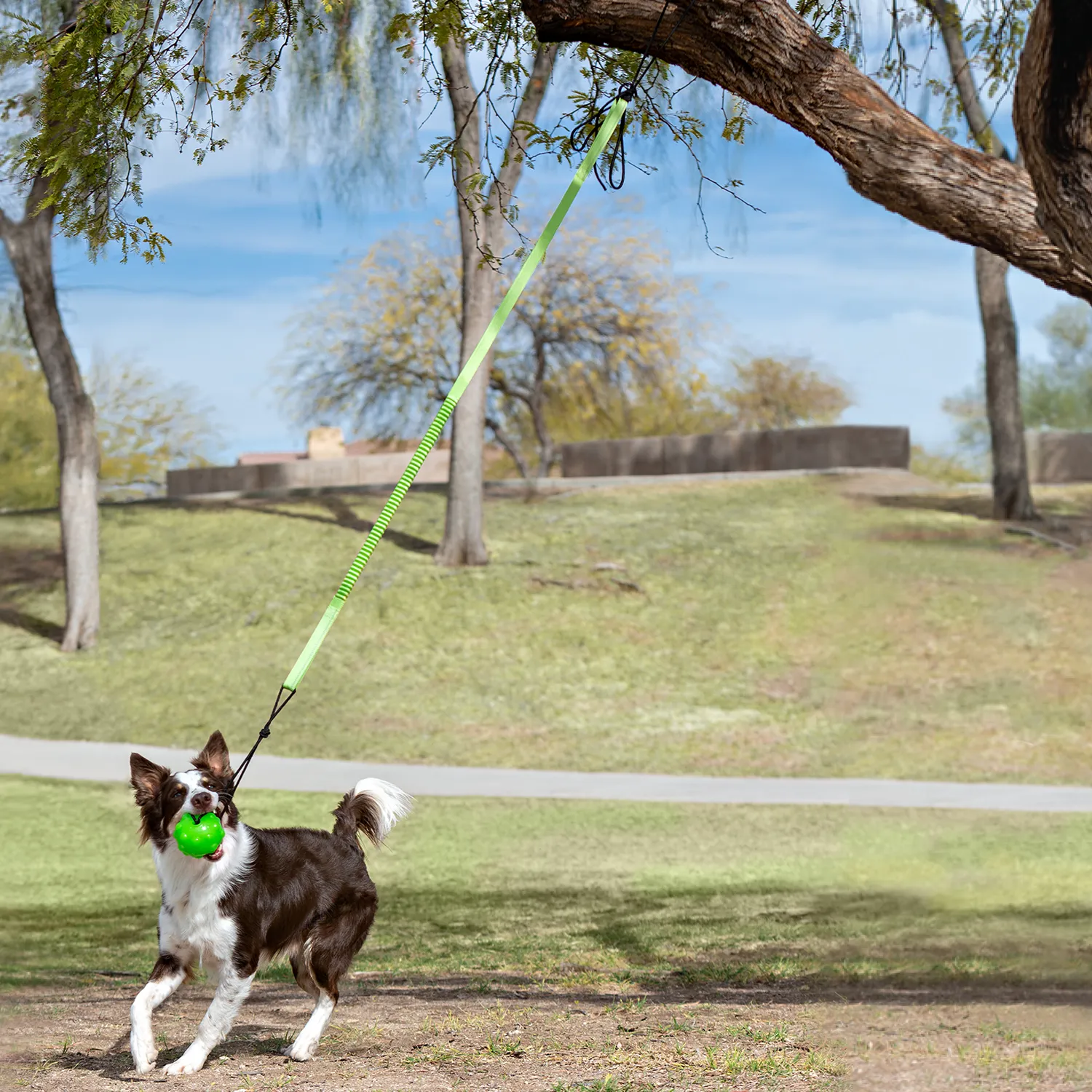 Jolly Pets Tree Tugger Bungee