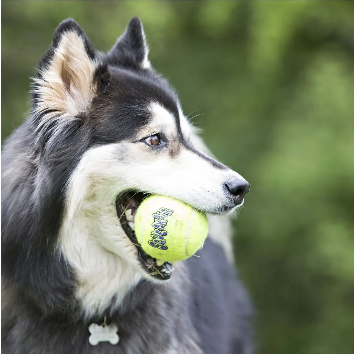 Kong AirDog Squeaker Tennis Balls - Small 3 Pack