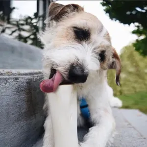 Large Filled Bone - Peanut Butter