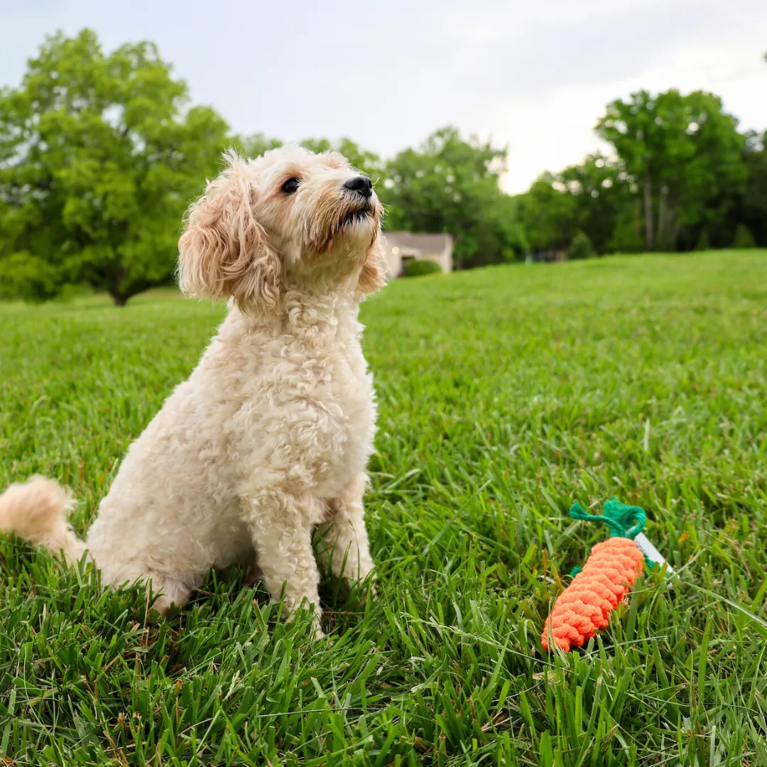 Palatable Carrot Rope Toys