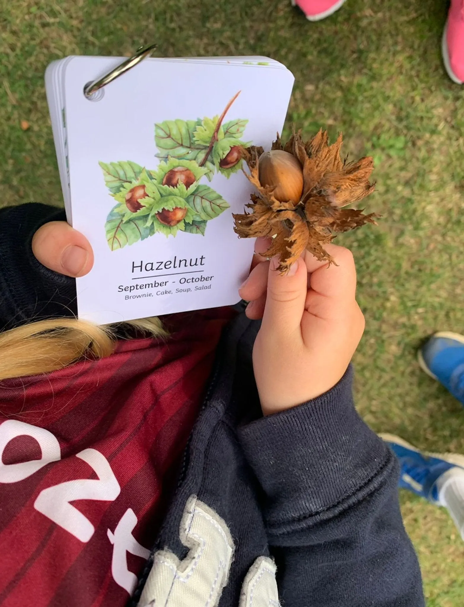 Playful Little Readers British Foraging flashcards