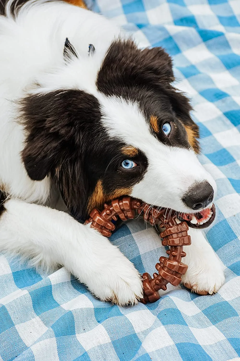 Ring Power Textured Dog