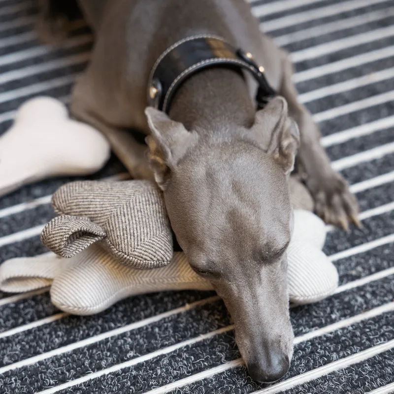 Tweed Squeaky Bone Dog Toy Set