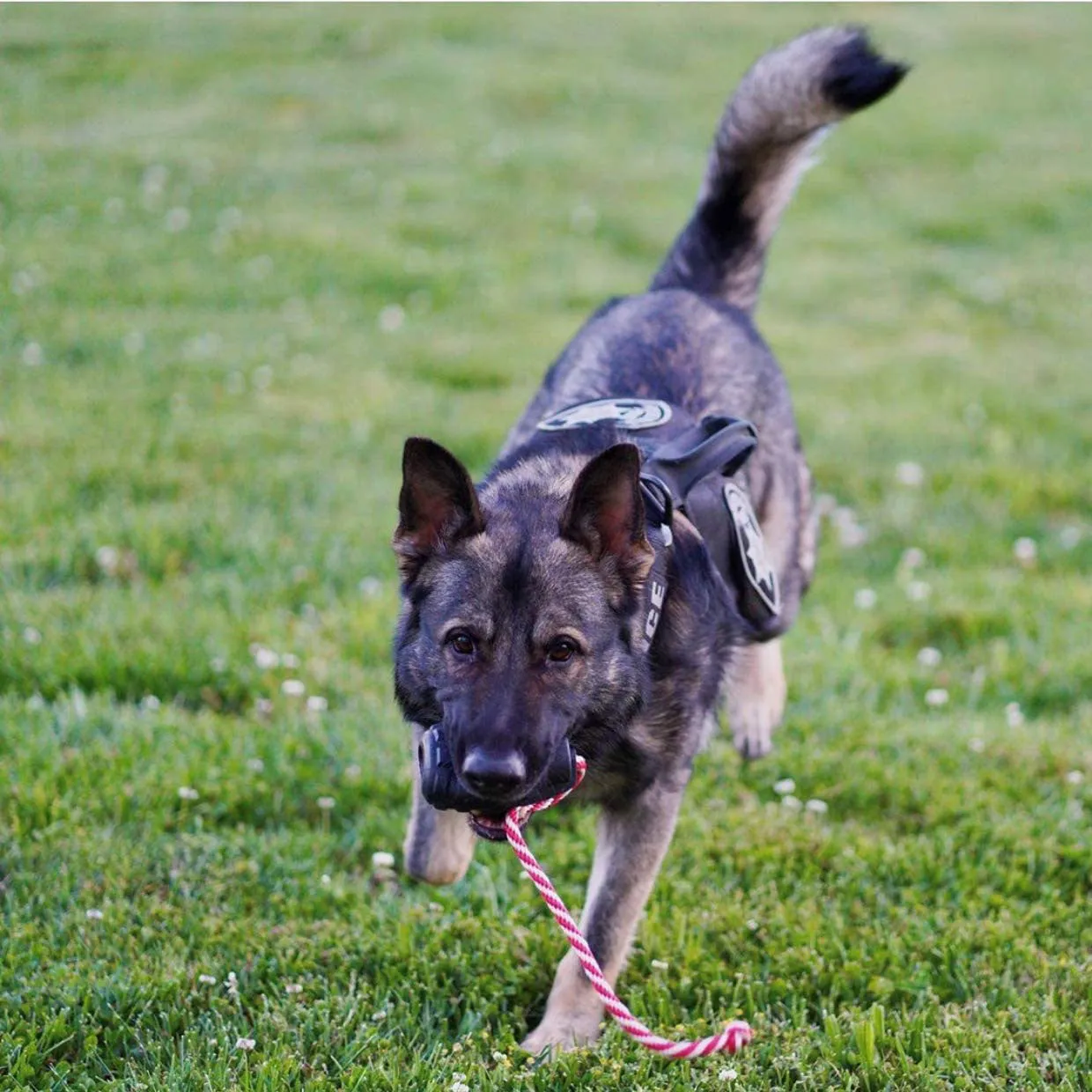 USA-K9 Magnum Grenade Chew